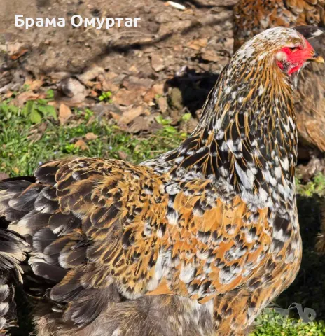 Продавам разплодни яйца от Порцеланова Брама [Porcelain Brahma], снимка 6 - Кокошки и пуйки - 50242211