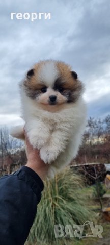 Померан, снимка 7 - Померан - 35756651