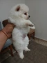 Mini Pomeran , снимка 3