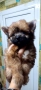 Продавам Йоркширски териер , снимка 9