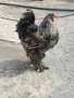Продава се кокошки брами, снимка 5