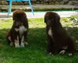 Каракачански кучета, снимка 18
