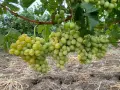 Продавам грозде Мерло,Памид и Брестовица, снимка 2