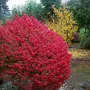 Oгнен храст - Euonymus alatus, снимка 2