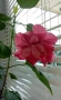 Китайска роза/хибискус/видове/стайно растение , снимка 11