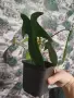 Филодендрон Флорида, снимка 1