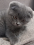 Шотландски клепоухи котета , снимка 1 - Британска късокосместа - 25040329