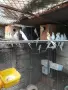 Различни видове папагали на топ цени !, снимка 2