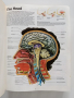 Семейна медицинска енциклопедия/Илюстровано ръководство, снимка 6