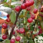 Декоративна червена ябълка Малус , снимка 9