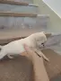 Чихуахуа търси своето любящо семейство, снимка 2