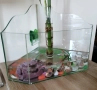 Терариум/аквариум здрав, снимка 1