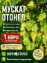 МУСКАТ ОТОНЕЛ ЗА ВИНО И РАКИЯ, снимка 1