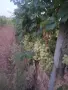 десертно грозде брестовица, снимка 9