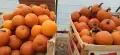 Продавам тикви различни сортове, снимка 18