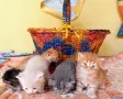 Сибирски котенца, сибирче, хипоалергично, коте, сибирска котка, снимка 8