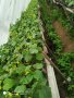 Разсади домати,пипер,краставици,тиквички,марули,патладжан,дини,пъпеши и др, снимка 8