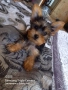 чисто кръвни йорки, снимка 2