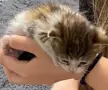 КОТЕ бебе,женско, снимка 1