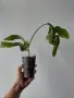 Епифилум, epiphyllum oxypetalum, снимка 2
