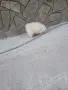 Mini Pomeran Momce, снимка 9