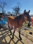 Продажба на кон 2 г, снимка 1