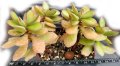 Красула (Crassula), вкоренено сукулентно растение, снимка 2