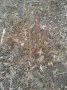 Фиданки: Конски кестен, гледичия, еводия, Китайски мехурник; семена, снимка 1 - Сортови семена и луковици - 44264145