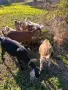    Продавам Англонубийски ярета и коза, снимка 8