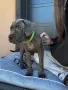 Кане Корсо - Cane Corso кученца, снимка 8