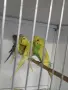 Вълнисти папагали и Корели , снимка 1