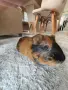 ПОДАРЯВАМ Морски свинчета, снимка 4