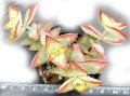 Красула (Crassula rupestris High Voltage), вкоренено сукулентно растение, снимка 1 - Стайни растения - 41480349