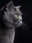 Британски котарак за разплод, снимка 1