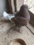 Продавам мъжки Кинг , снимка 1
