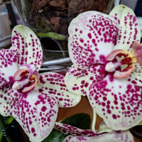 Орхидея, снимка 3 - Стайни растения - 44684344