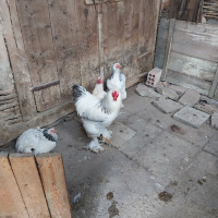 Яйца от кокошките на снимките., снимка 14 - други­ - 44295992