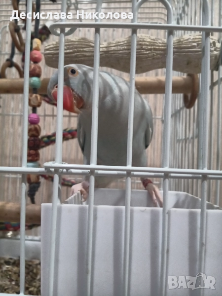 Продавам папагал  Малък Александър , снимка 1