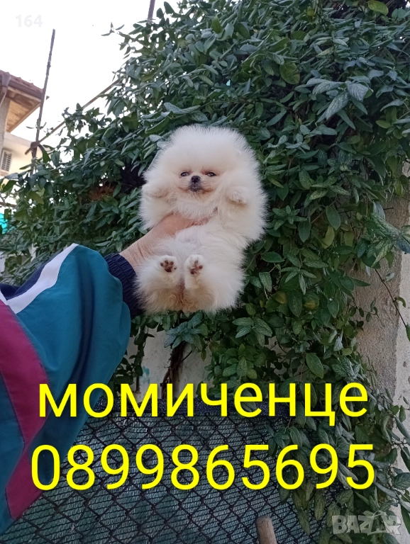 Женски мини Померан. Реални снимки от днес!, снимка 1