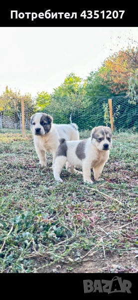 Сао Алабай, снимка 1