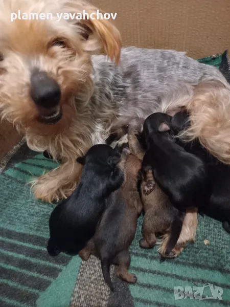 Бебета, снимка 1