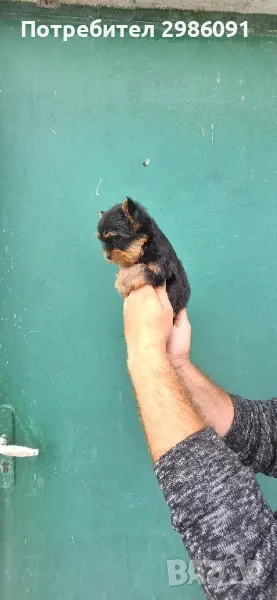 Мини йоркширски териер , снимка 1