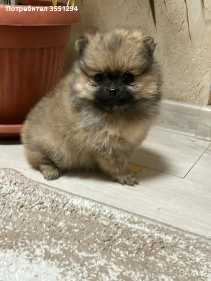 Померанче момиче , снимка 1