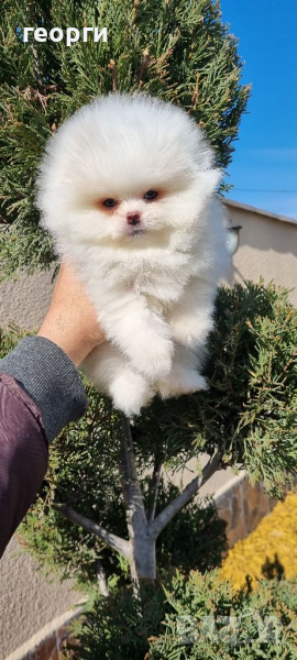 Померан мини померанче, снимка 1