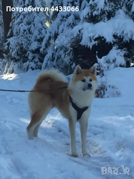 Акита Ину, снимка 1