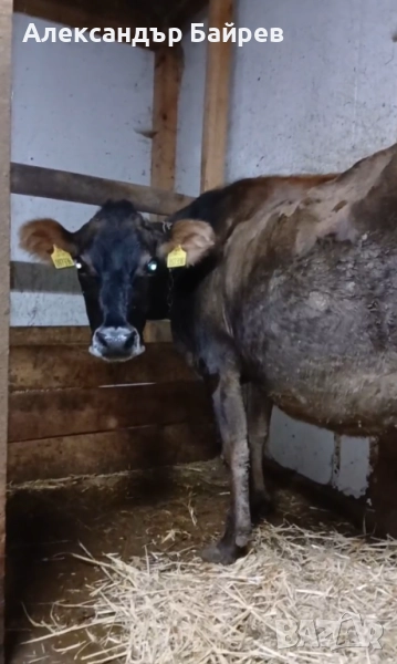 Джерсей , снимка 1