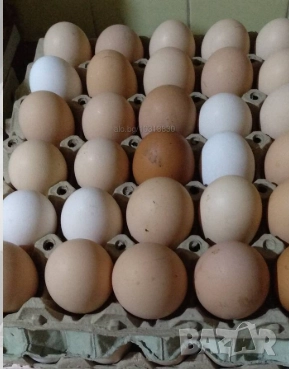 Био Яйца от свободни Кокошки , снимка 1