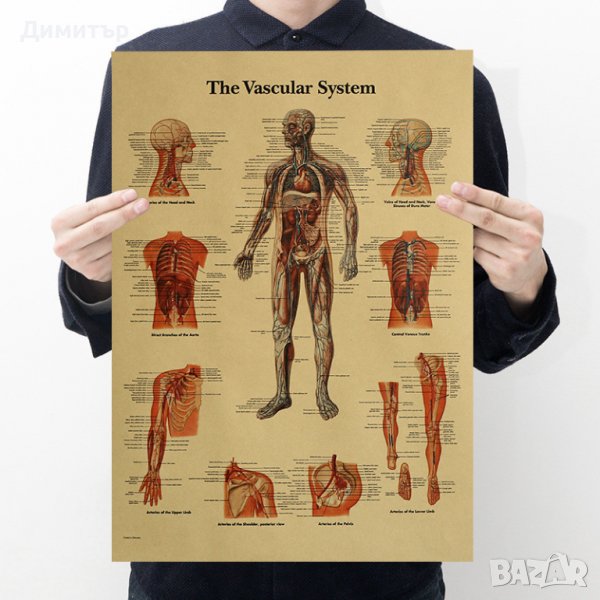 Постер постери плакат Кръвоносна съдова система 35/51см., снимка 1