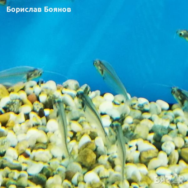 стъклен сом в Рибки в гр. София - ID42685031 — Bazar.bg