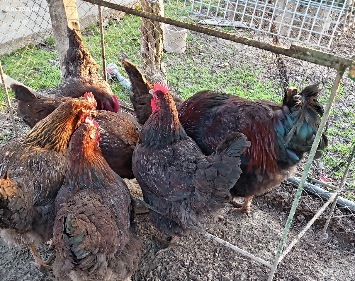 Разподни яйца , снимка 1